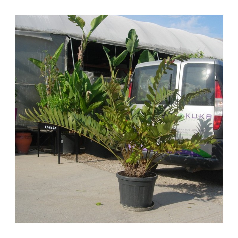 Cyca zamia furfuracea