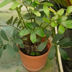 Zamia furfuracea