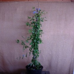 Plumbago Campensis