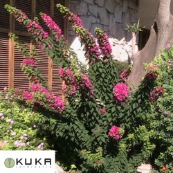Bouganvillea Mini Thai