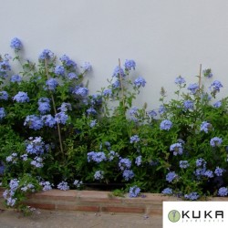 Plumbago Capensis