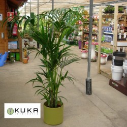 Kentia