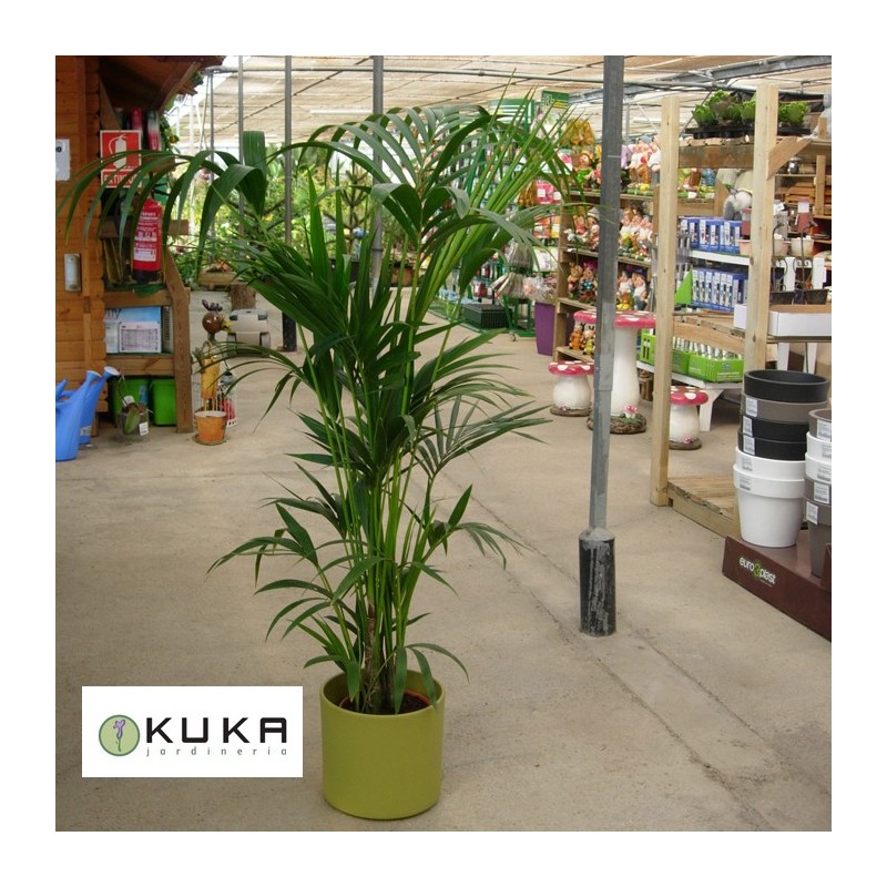 Kentia