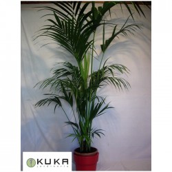 Kentia