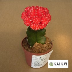 Gymnocalycium