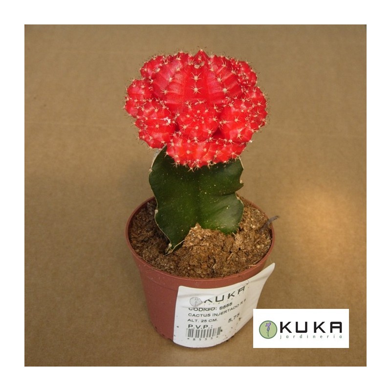 Gymnocalycium