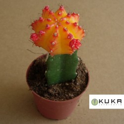 Gymnocalycium