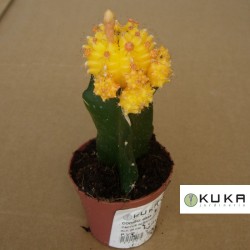 Gymnocalycium