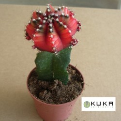 Gymnocalycium