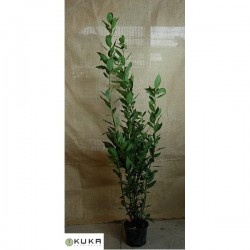 Laurel