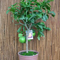 Citrus Bergamoto