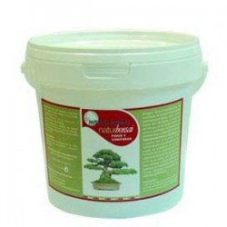 Naturbonsái pinos y coniferas
