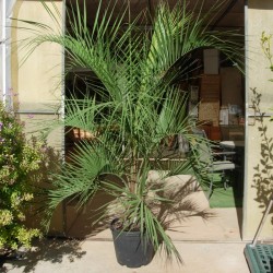 Butia Capitata
