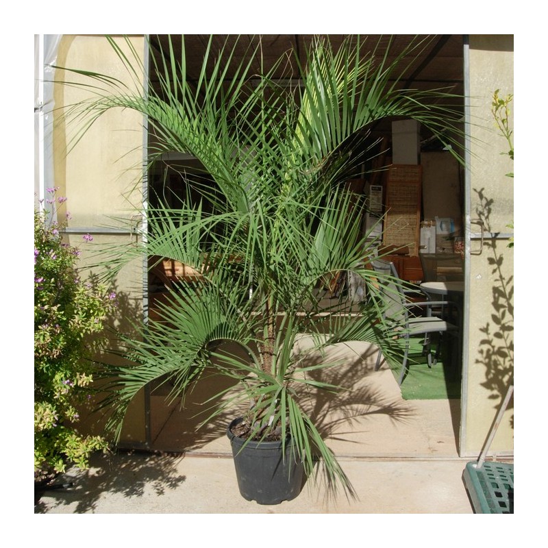 Butia Capitata