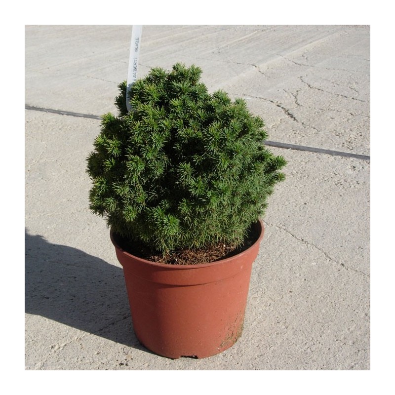 Picea Glauca Alberta Globe