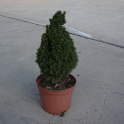 Picea Glauca Zuckerhut