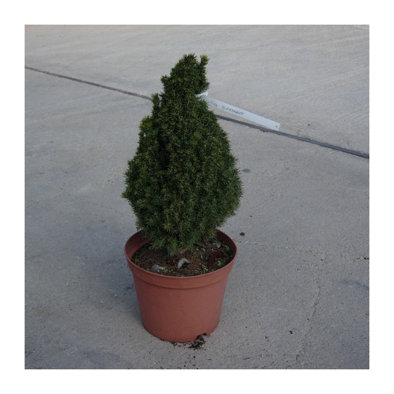 Picea Glauca Zuckerhut
