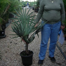 Bismarckia Nobilis