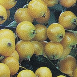 Malus Golden Hornet