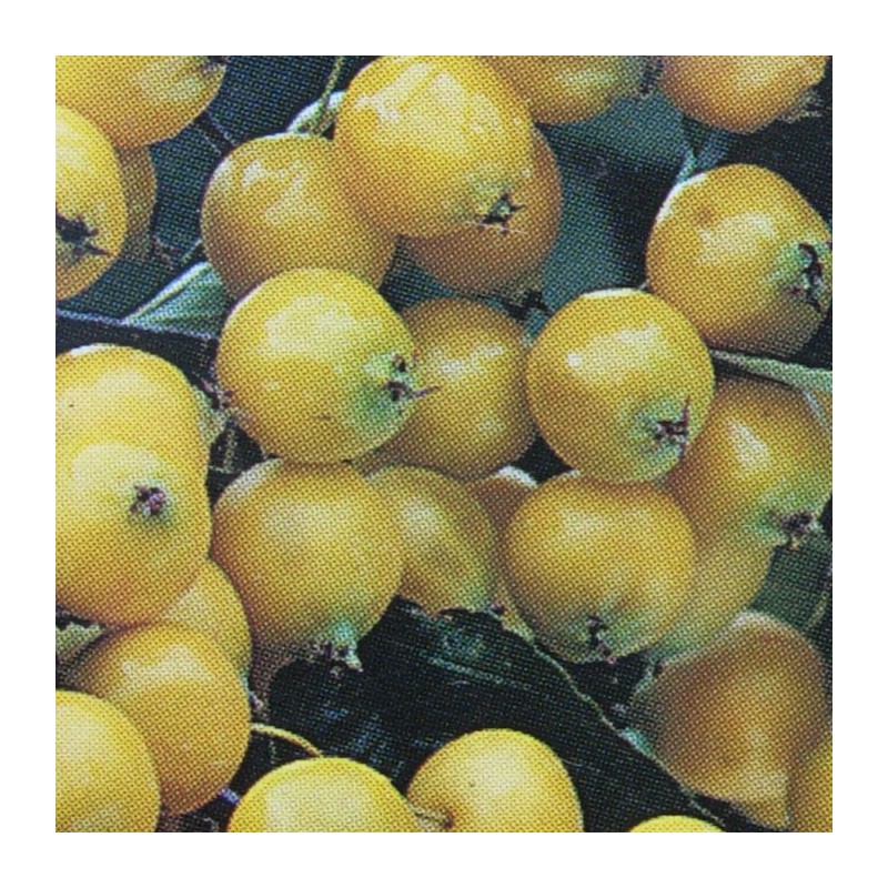 Malus Golden Hornet