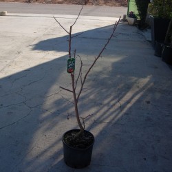 Malus Golden Hornet