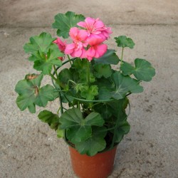 Murciana