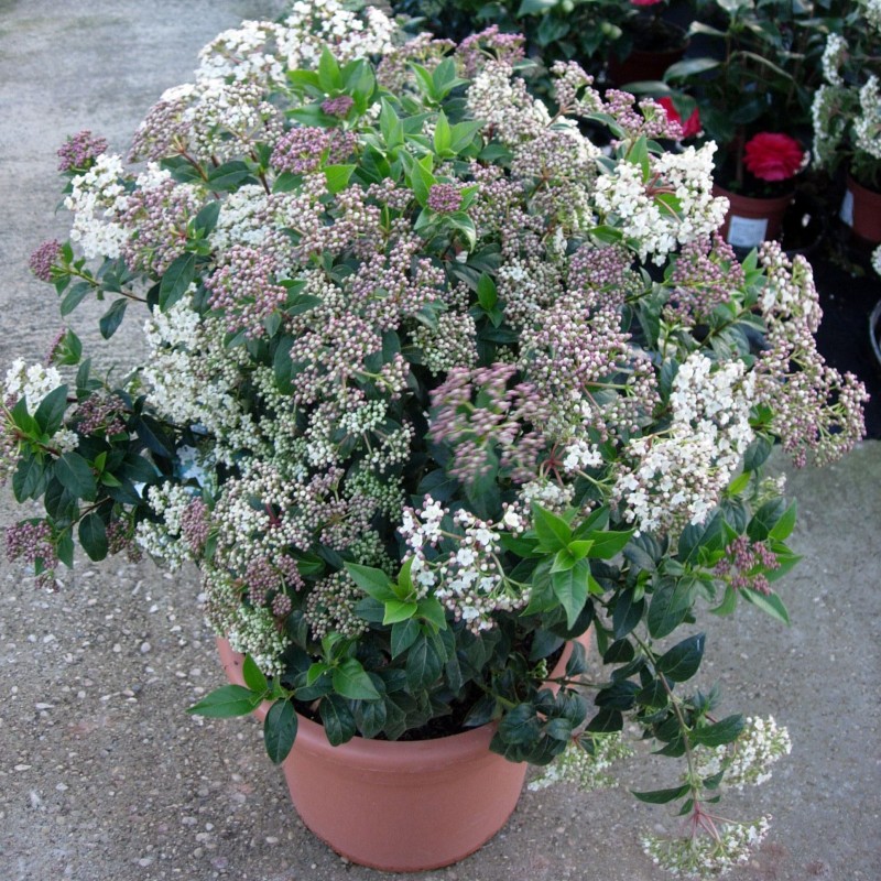 Vivurnum  Tinus Eveprice