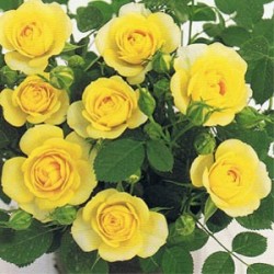Rosal Gold Symphonie