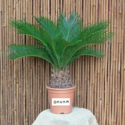 Cyca Revoluta