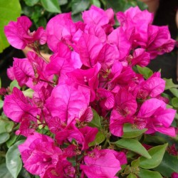 Bougainvillea