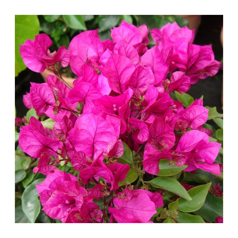 Bougainvillea