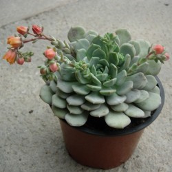Echeveria Clara