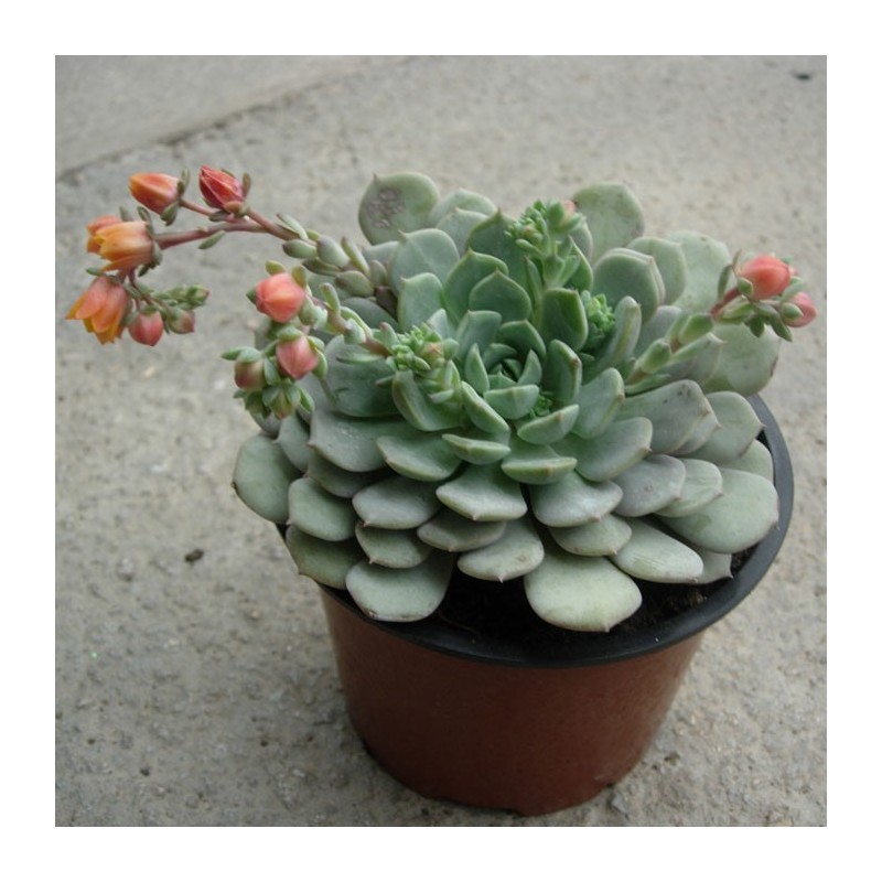 Echeveria Clara