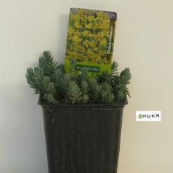 Sedum Reflexum