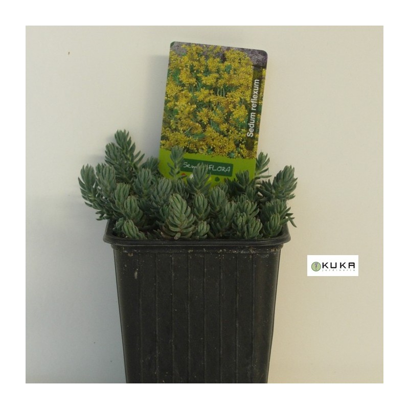 Sedum Reflexum