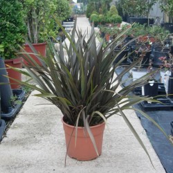 Phormium Tenax Atropurpurea