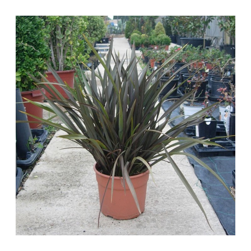 Phormium Tenax Atropurpurea