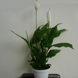 Spathiphyllum Straus