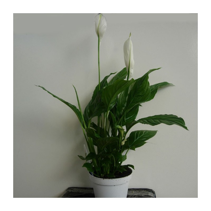 Spathiphyllum Straus