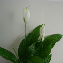 Spathiphyllum Straus