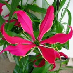 Gloriosa Rothschildi