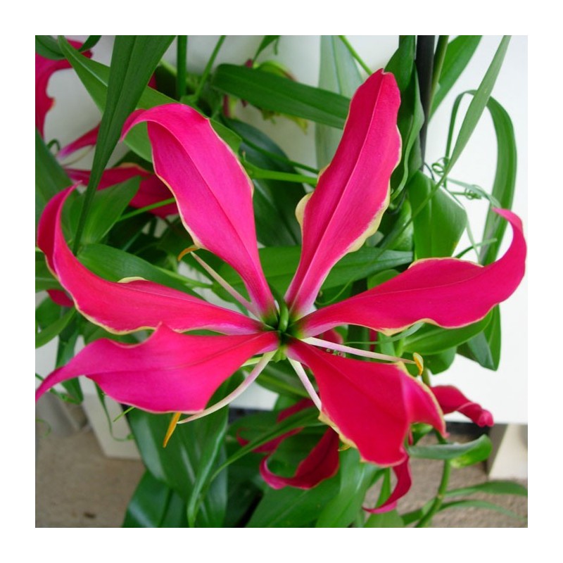 Gloriosa Rothschildi