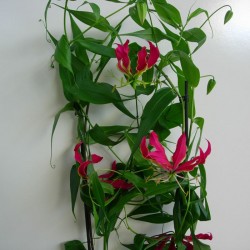 Gloriosa Rothschildi