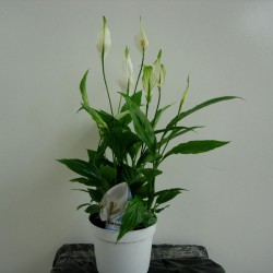 Spathiphyllum Bellini