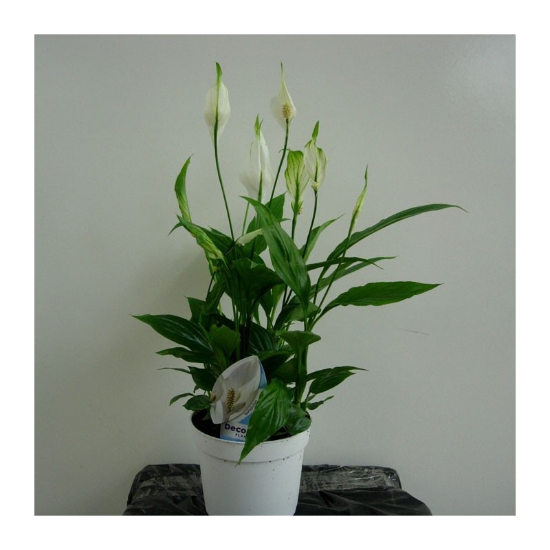 Spathiphyllum Bellini