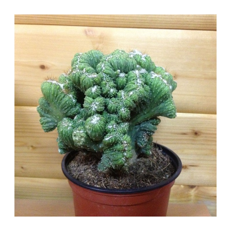 Cactus Cereus Peruvianus