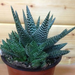 Gasteraloe X