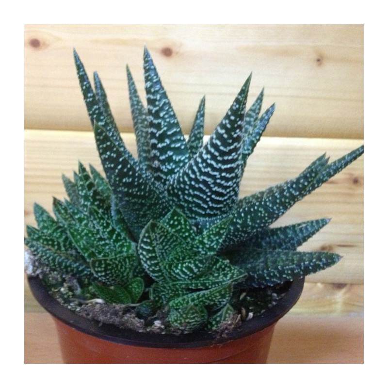 Gasteraloe X
