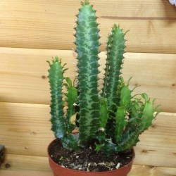 Euphorbia Lactea 