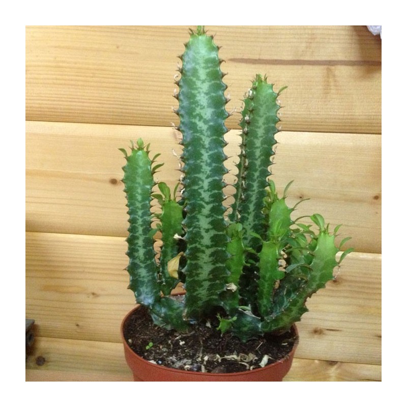 Euphorbia Lactea 